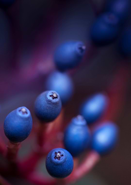 Blue Berries