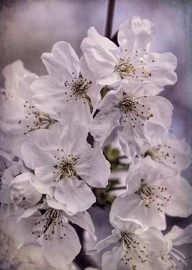 white flowers on the branches in spring
