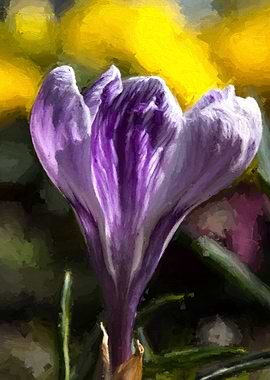 colchicum in the garden