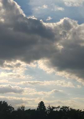 Trees Daytime Portrait