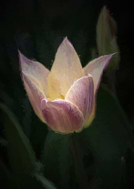 tulip in the garden