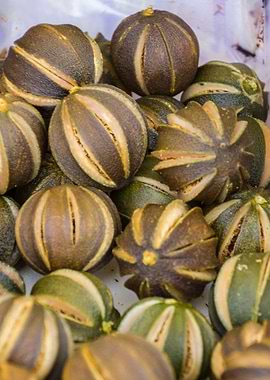 ornamental dried fruits