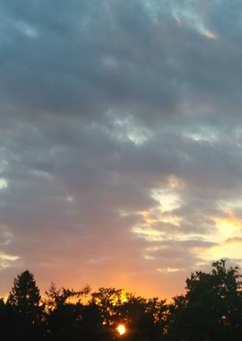 Tree Sunset Portrait