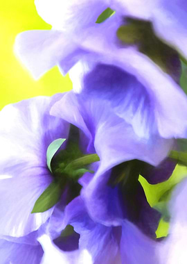 violet wet from the rain in the garden