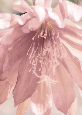 flower in spring season