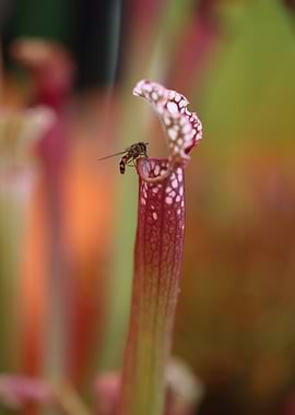 bee on carnivore flower
