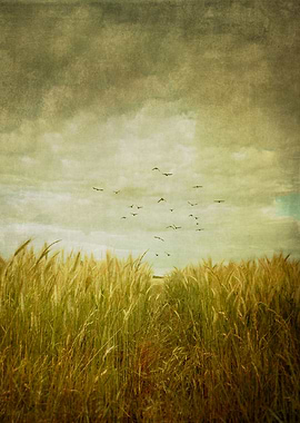 Vintage Wheat Field