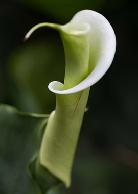 lily blooming in the garden