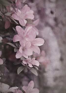 flower in spring season