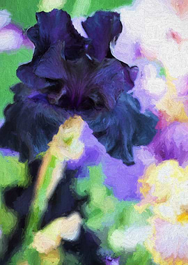 iris gladiolus in bloom