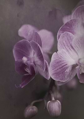 orchid in the garden