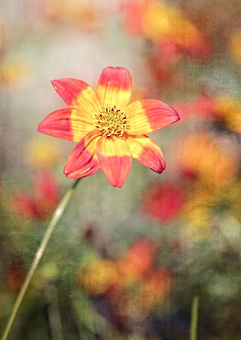 flower in spring season