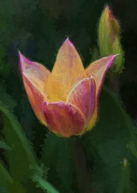 tulip in the garden