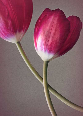 Two tulips