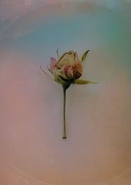 I found this little rose abandoned in the street, and h ...