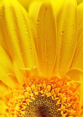 Pearls of color, drops of yellow