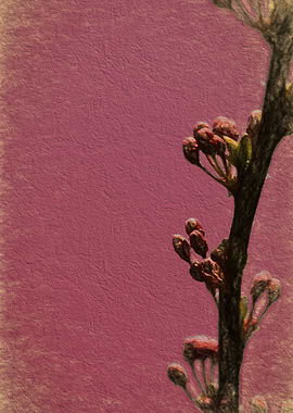 peach blossom in spring