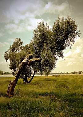 Watching the Grass Grow