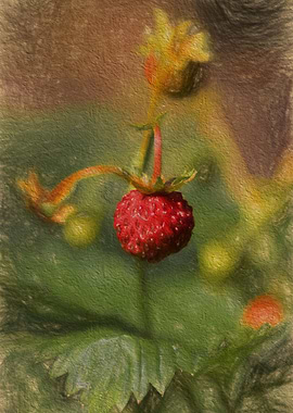 wild strawberries in the forest