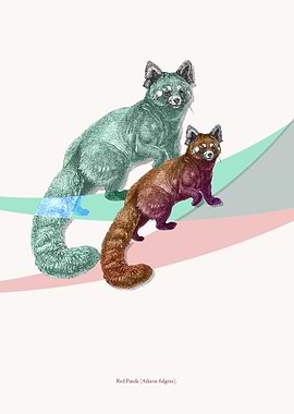 no.9 - Red Panda (Ailurus fulgens). Contemporary art fr ...