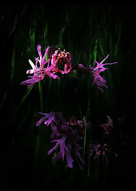 Ragged Robin