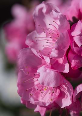 pink flower in the garden