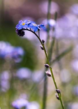 forget-me-not