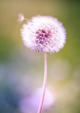 dandelion #2