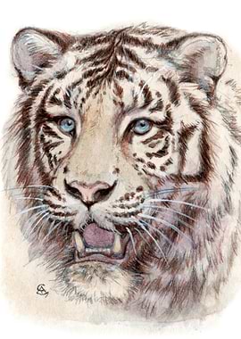 White Tiger portrait 909 by Svetlana Ledneva-Schukina