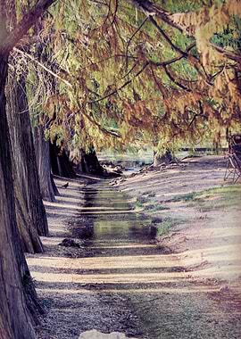 reflection on pond in autumn