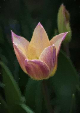 tulip in the garden