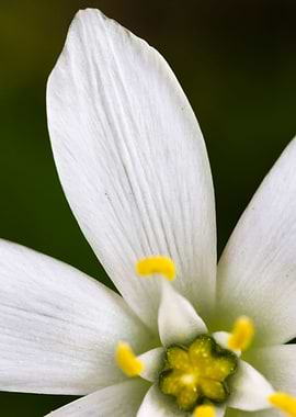 white flower in spring