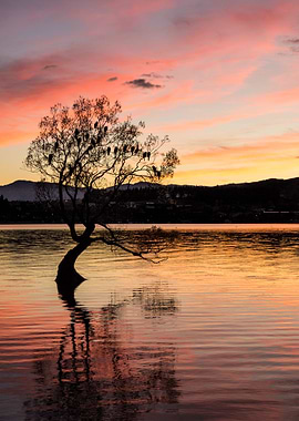 Wanaka Tree at Sunset