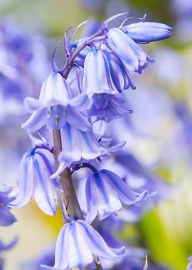 Close up shot of wild bluebells.