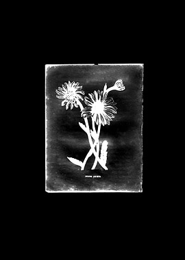 Daisy Black BY GASPONCEA daisy undercover gives a more ...