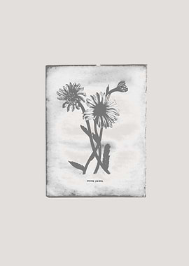 Daisy / creme BY GASPONCE A daisy undercover gives a mo ...