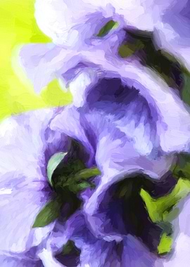 violet wet from the rain in the garden