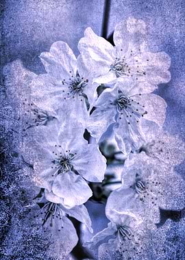 white flowers on the branc