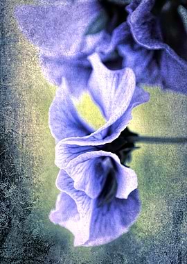 violet wet from the rain in the garden