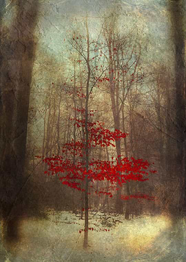 Small red tree in a winter forest