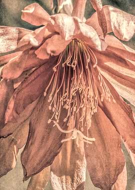 flower in spring season