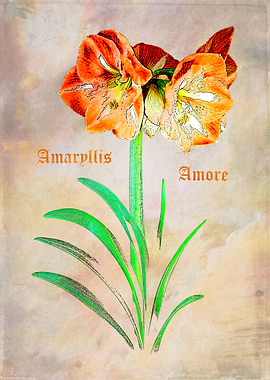 Amaryllis Love What's not to like in these giant bulbs? ...
