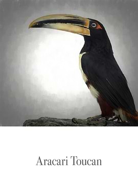 An Aracari Toucan drew using chalk.