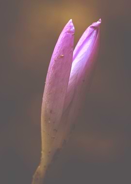 Crocus flower emerging from the soil into the dusky lig ...