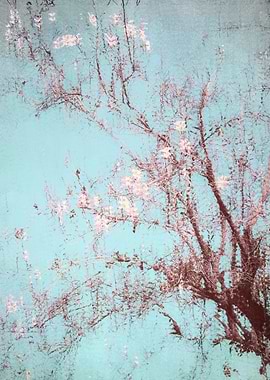 White bloom reflection