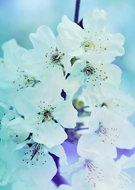 white flowers on the branches in spring