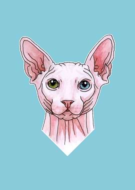 Sphynx cat portrait