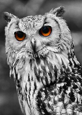 Holly a rescue owl.