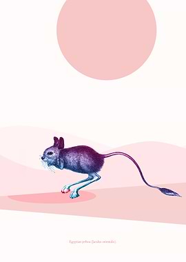 no.12 - Egyptian jerboa (Jaculus orientalis). Jumping M ...