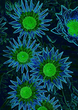 sunflower luminescent